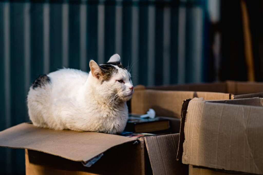 cat chilling on the cardboard boxes